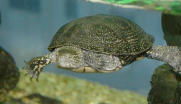 O broască ţestoasă, sub monitorizare la Vrâncioaia: 